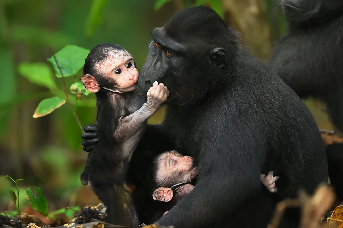 Crested Macaque (Macaca nigra) mother and babies